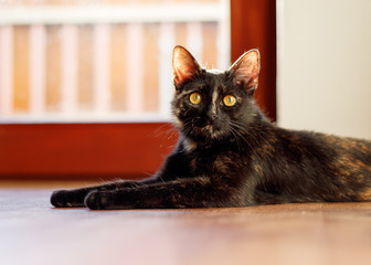 cat laying 
