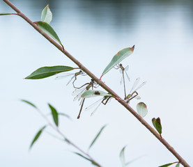 DRAGONFLY Lestes viridis