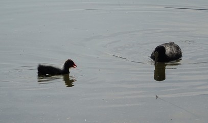 baby ente beim schwimmen im see