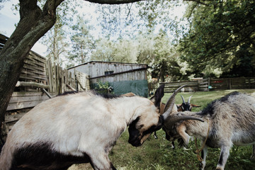 fight of goats in the farm