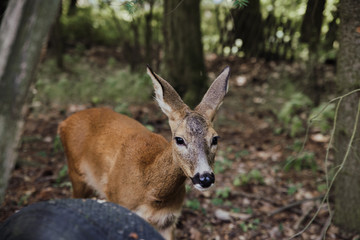 deer in the garden