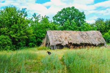 Fototapeta na wymiar The old folk building under a reed roof in the disappearing village of Svalovichi in Ukraine. Lonely dog in high grass in the courtyard. Ukrainian Polissya.