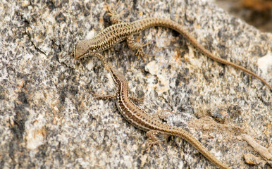 Pair Macedonian Lizards on rock