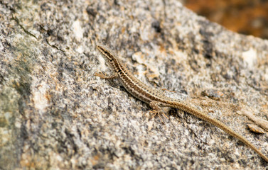 Pair Macedonian Lizards on rock
