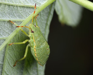 Acanthosoma haemorrhoidale on a leaf