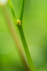 Young grape vine new growth, a bud on a branch in morning spring sun.