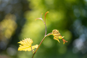 Young grape vine new growth, a bud on a branch in morning spring sun.