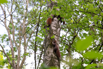 family of squirrels on the tree