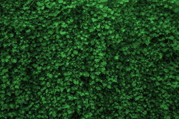 background with green leaves, texture