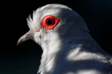 Fototapeta premium dove