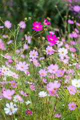 Wild flowers close-up in the autumn sunny day