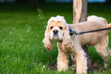 American cocker spaniel with collar peeing on a tree