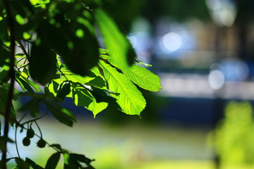 A walk in the park in Gothenburg, Sweden