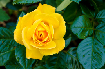 Delightful blooming yellow rose on bush. Photo