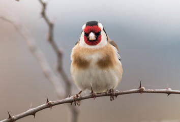 Goldfinch bird perch on stick