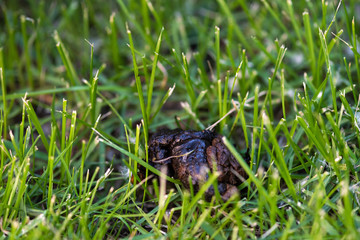 Close up of dog's excrement in green grass.