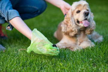 Woman clean shit after cocker spaniel in park