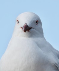 seagull