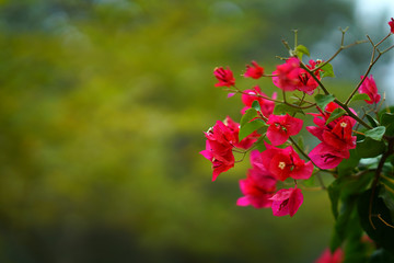 Detail of a beautiful red buganvillae with the blurred green background in Crete