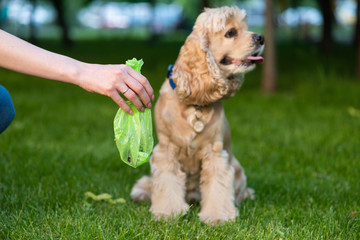 Hand holds bag with pet shit. Picking up dog poop.