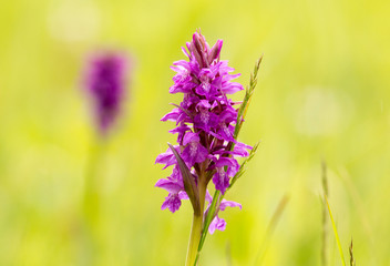 Green-winged orchid