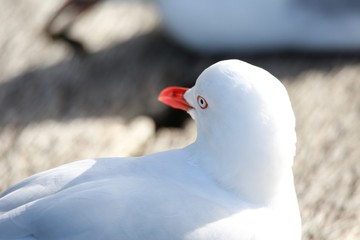 seagull