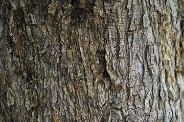 Obraz premium Detail of the bark of an olive tree in Crete