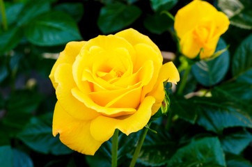 Delightful blooming yellow rose on bush. Photo