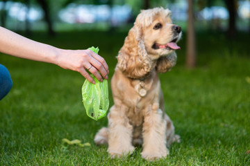 Cleaning of cocker spaniel shit in park