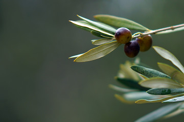 olive branch with black olives , detail