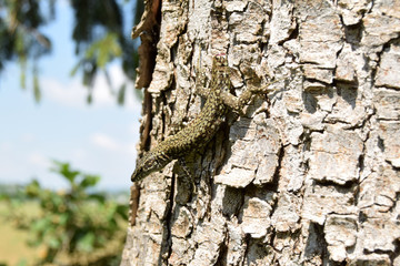 Obraz premium A wounded lizard with no tail