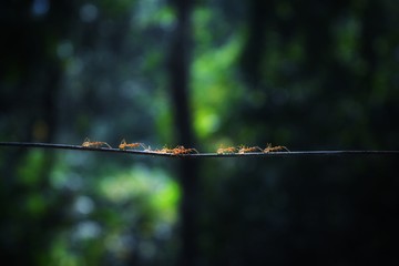 Ant line
