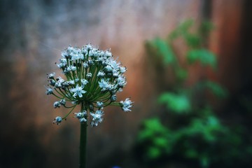white unique flowers captured on agloomy day