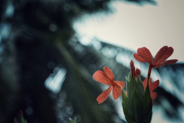 vintage flower on a gloomy day