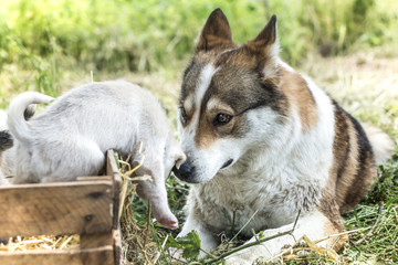 Happy dog family which fears neither Woe nor trouble and will be together until the very end