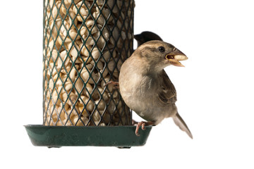 Juvenile european house sparrow on the right of a green bird feeder with a peanut in the beak isolated on white background