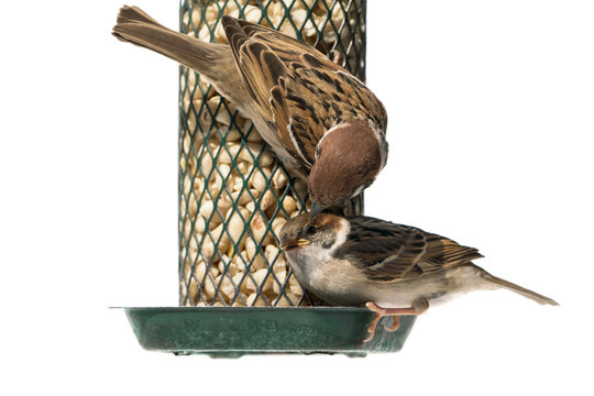 Juvenile And Adult Parent European Tree Sparrow On Green Bird Feeder With Peanuts Isolated On White Background