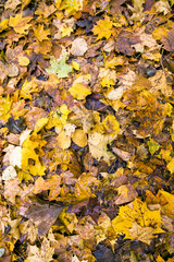 natural color foliage