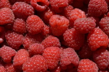 ripe raspberries picked from the garden