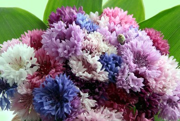 pink,white,blue and lila corn-flowers close up