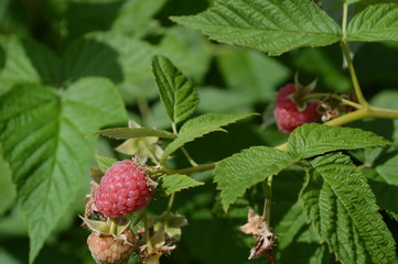 on a summer day raspberry Bush with ripe berries