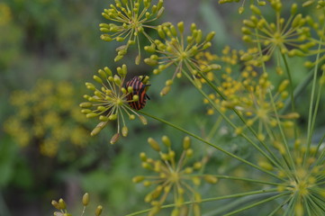 bug sitting on the branches of fennel