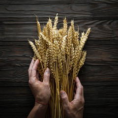 Bakery Concept. Grain spikelets in female hands. Baking Breads.