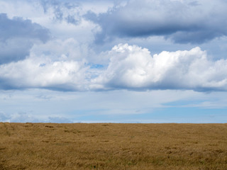 Obraz premium Yellow field and sky with large cumulus clouds