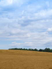 Yellow field and sky with large cumulus clouds