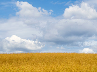 Yellow field and sky with large cumulus clouds