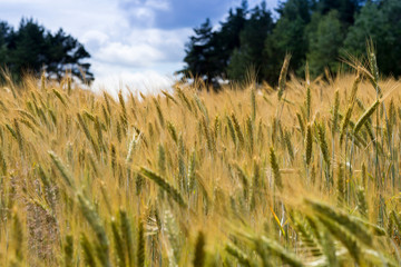 wheat field in summer against a forest and blue sky. Grain harvest.