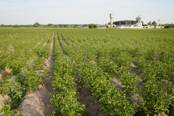 Fototapeta na wymiar Green field of potato crops in a row near farm in countryside