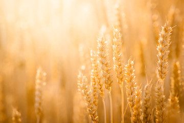 Close-up picture of ripe golden wheat under bright evening light in the field