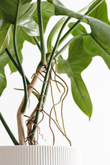 Close up the aerial root of Philodendron on a white background, minimal modern houseplant care...